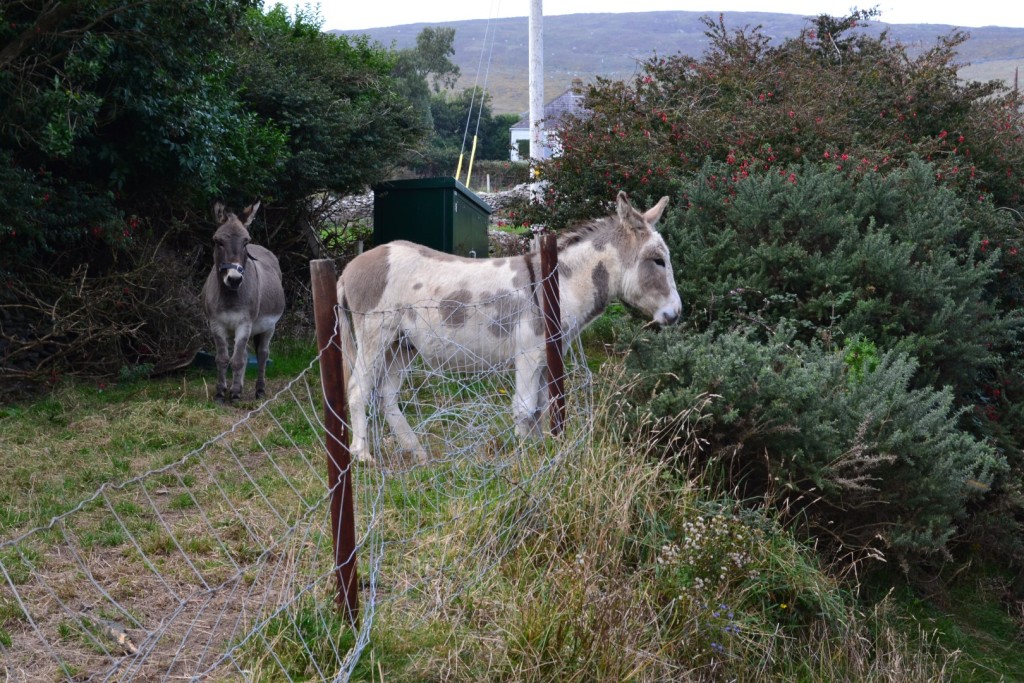 Dingle Peninsula Loop Donkeys during 1 week in ireland