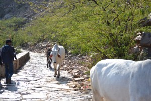 Walking with the locals, cows and monkeys to the temple