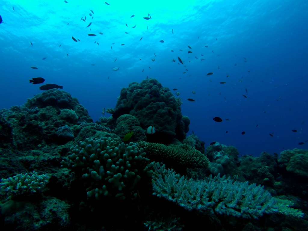 Scuba Diving the Great Barrier Reef