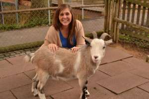 Playful and friendly goats in the Storybook Park