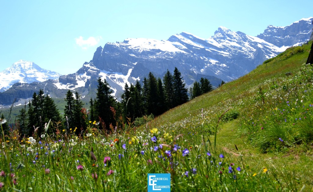 Grindelwald Alps Wildflowers ; This is real life!? How beautiful!