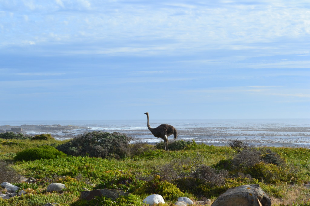 Capetown