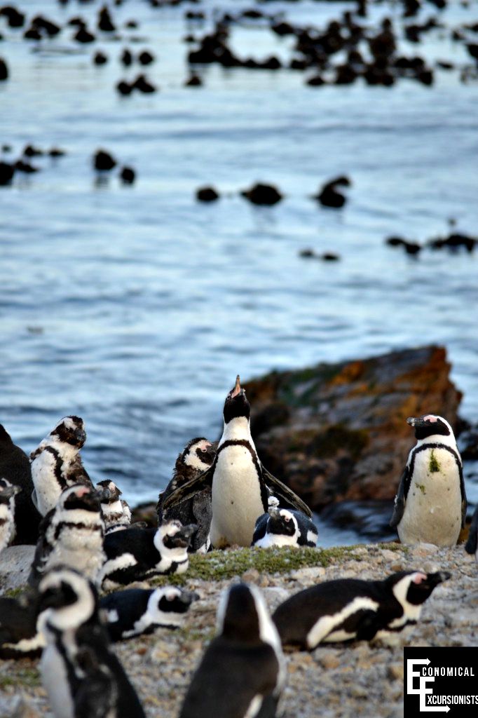 Capetown Penguins