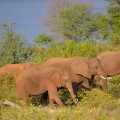 Elephants on an african safari