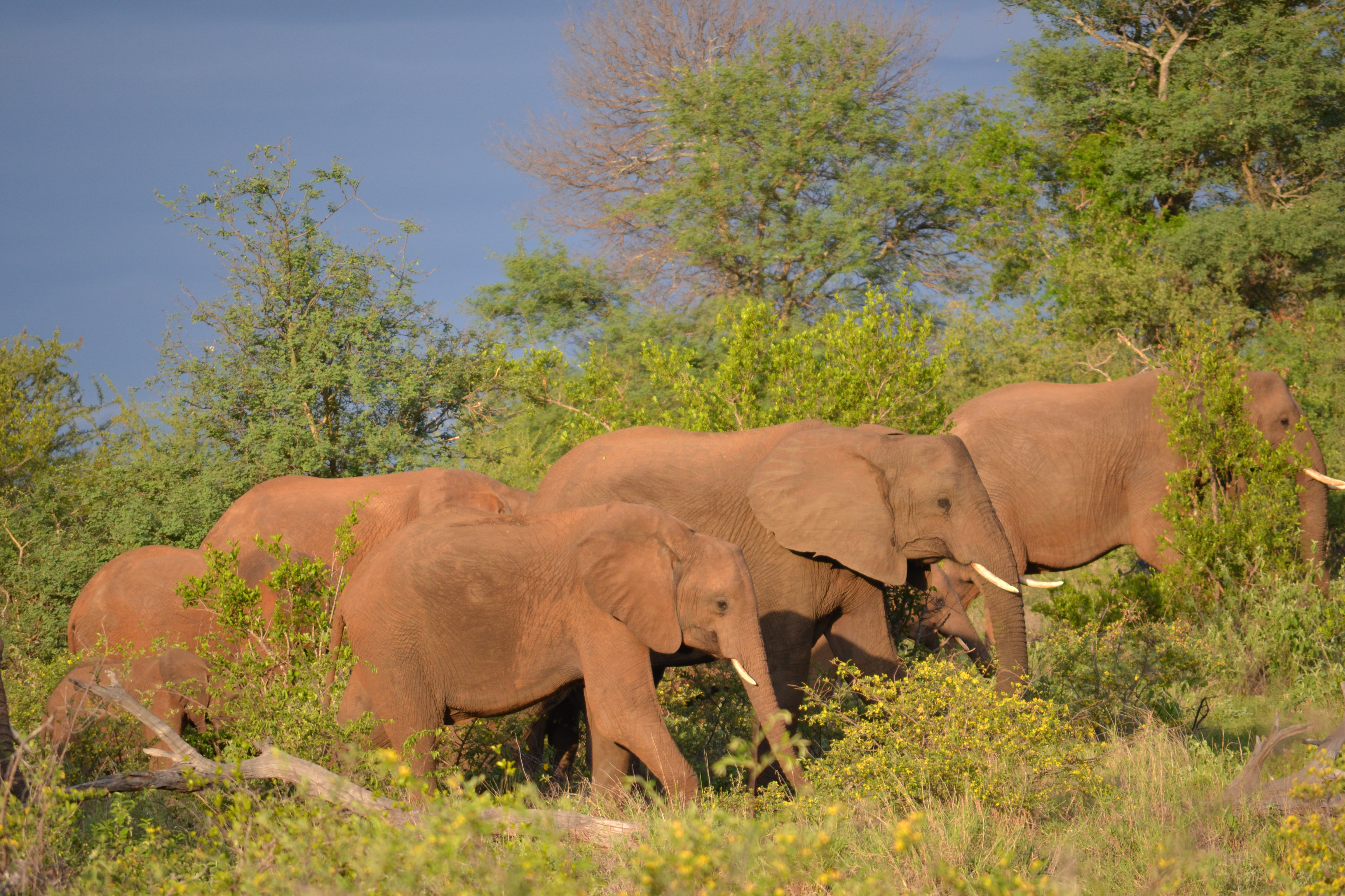 Elephants on an african safari