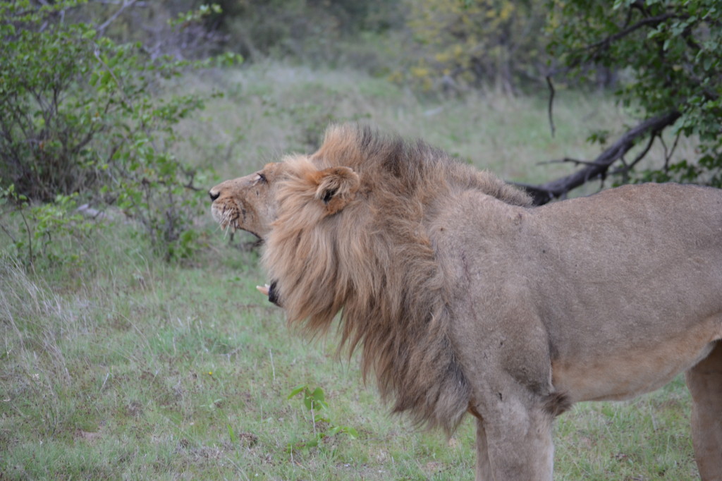 African Safari