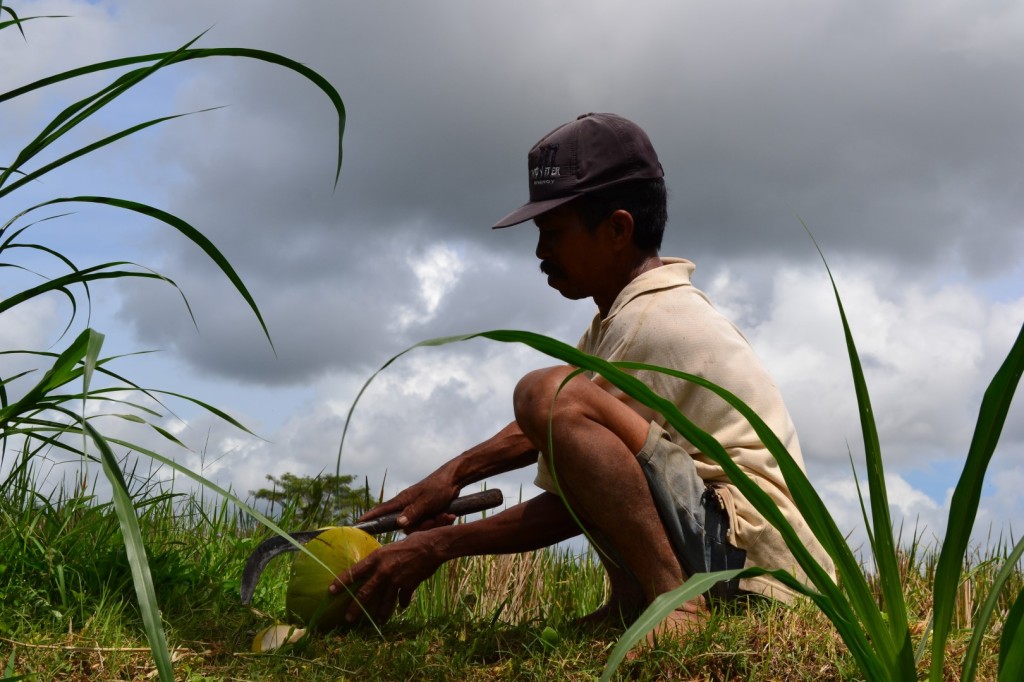 Fresh Coconuts to Enjoy