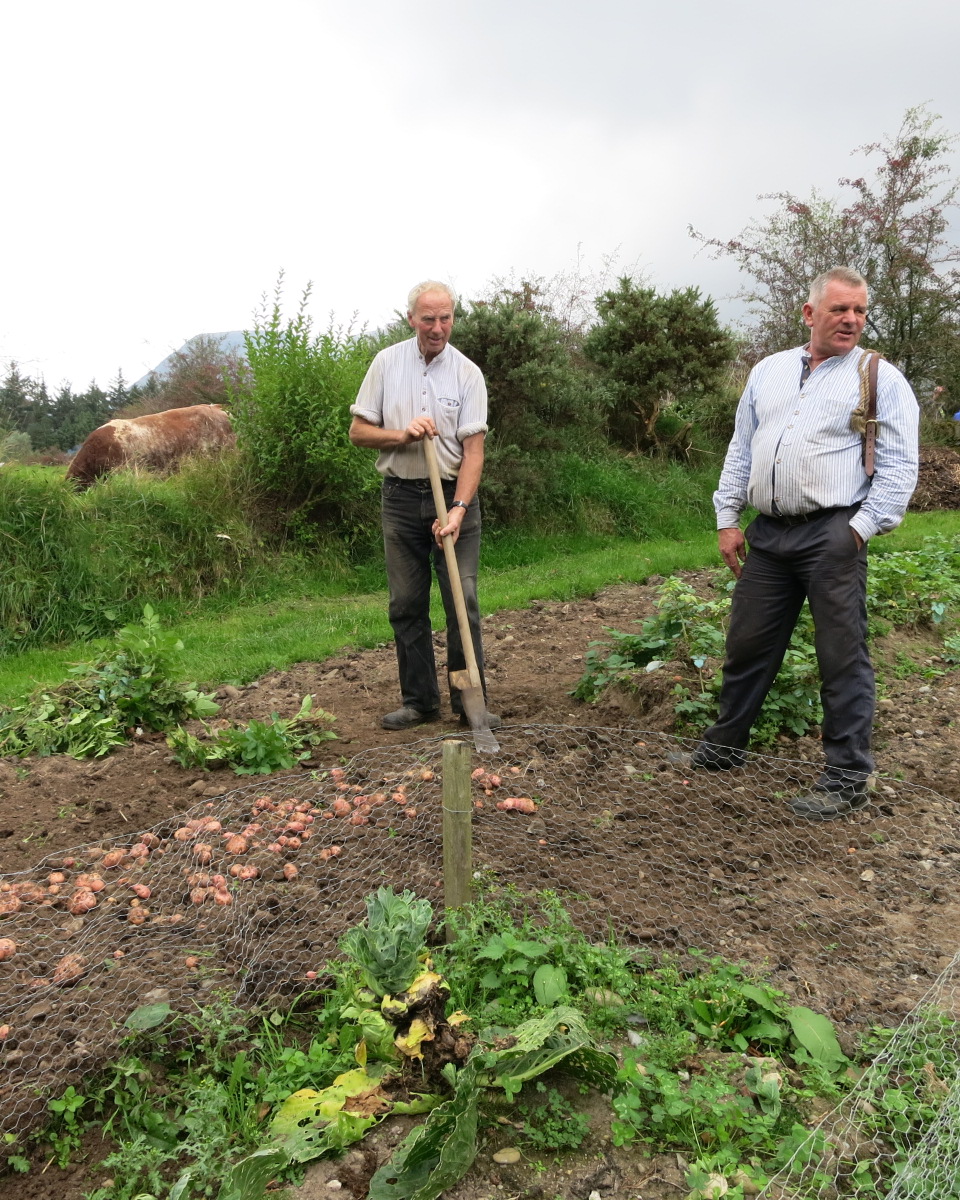 Farmers Planting Potatoes; Muckross Traditional Farms