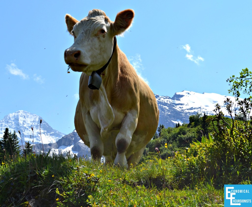 Hiking in the Alps