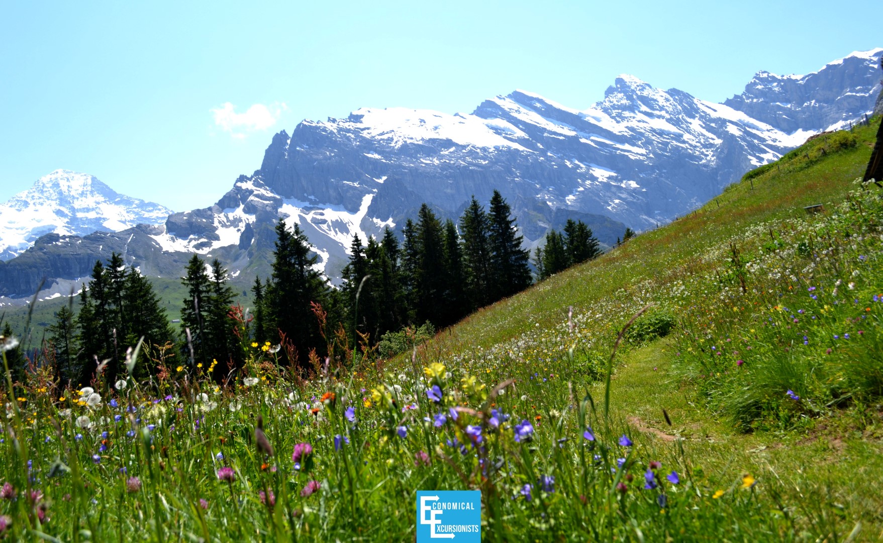 Grindelwald Wildflowers ; This is real life!? How beautiful!