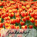 Keukenhof; the world's largest tulip festival