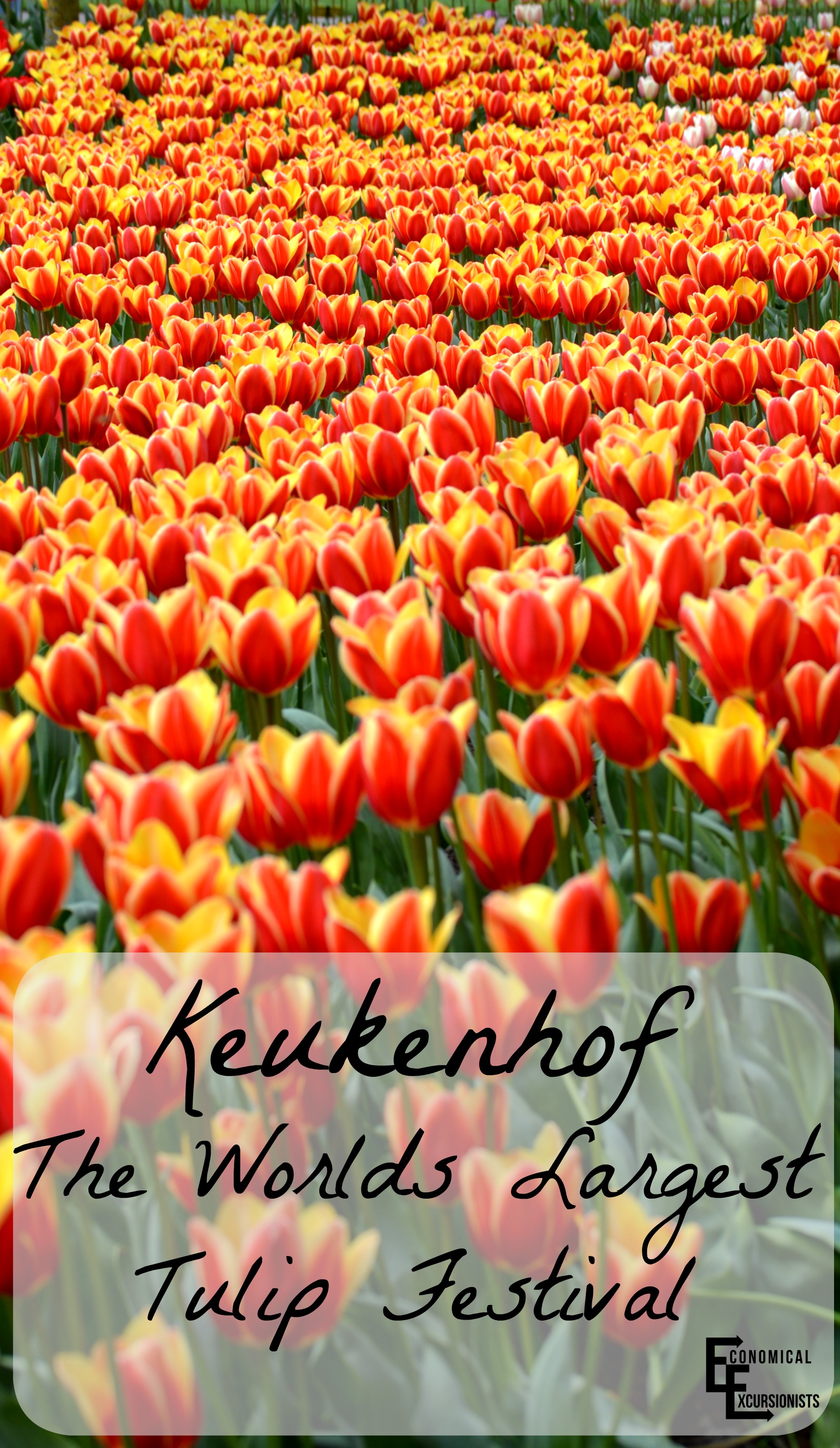 Keukenhof; the world's largest tulip festival