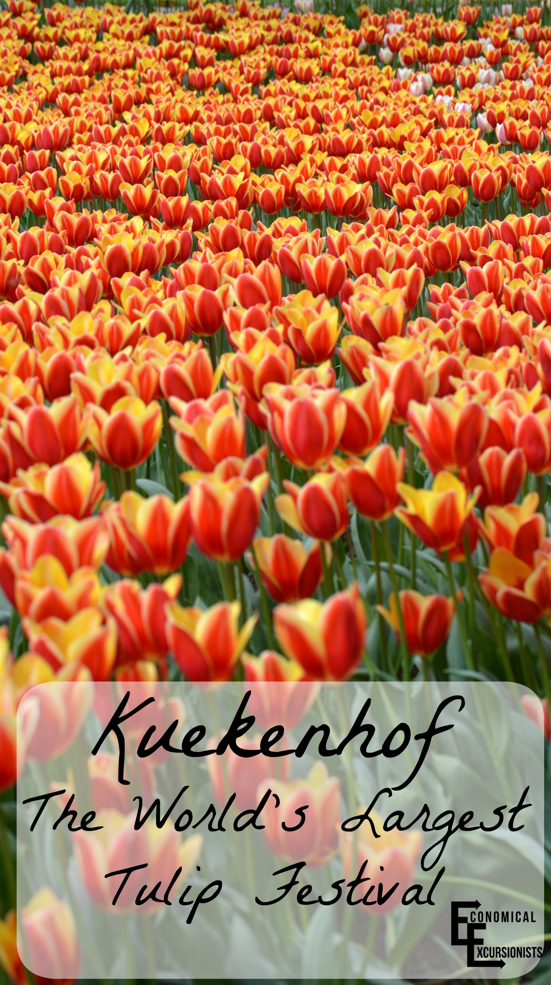 Kuekenhof Tulip Festival, the largest in the world!